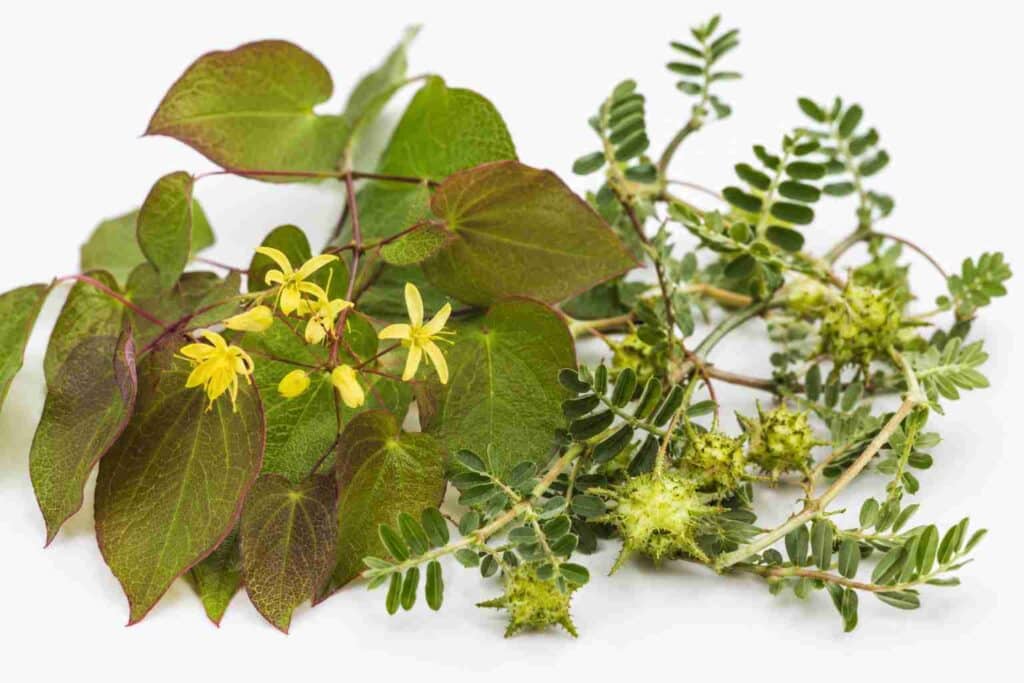 Epimedium leaves
