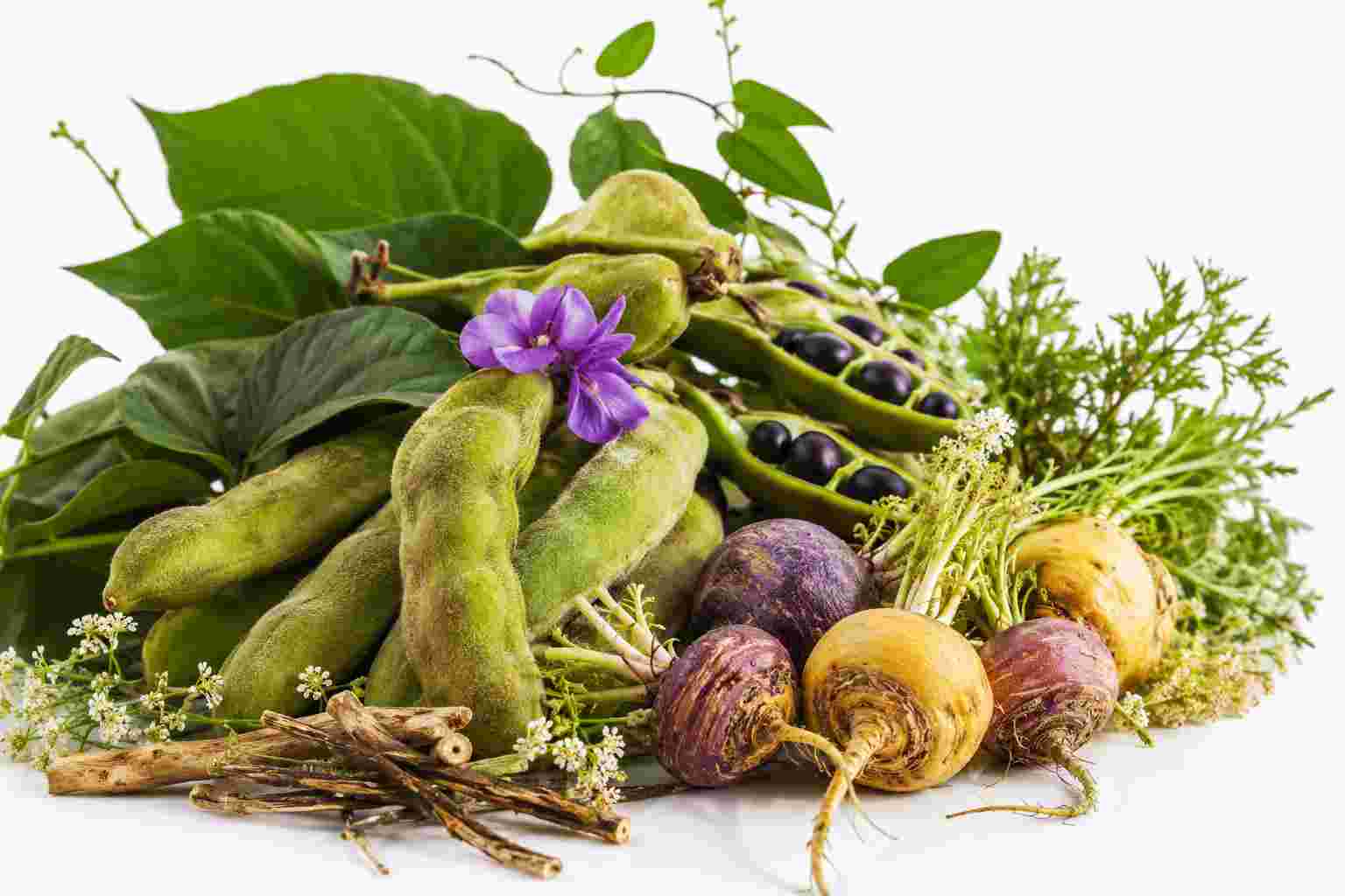 Mucuna pruriens