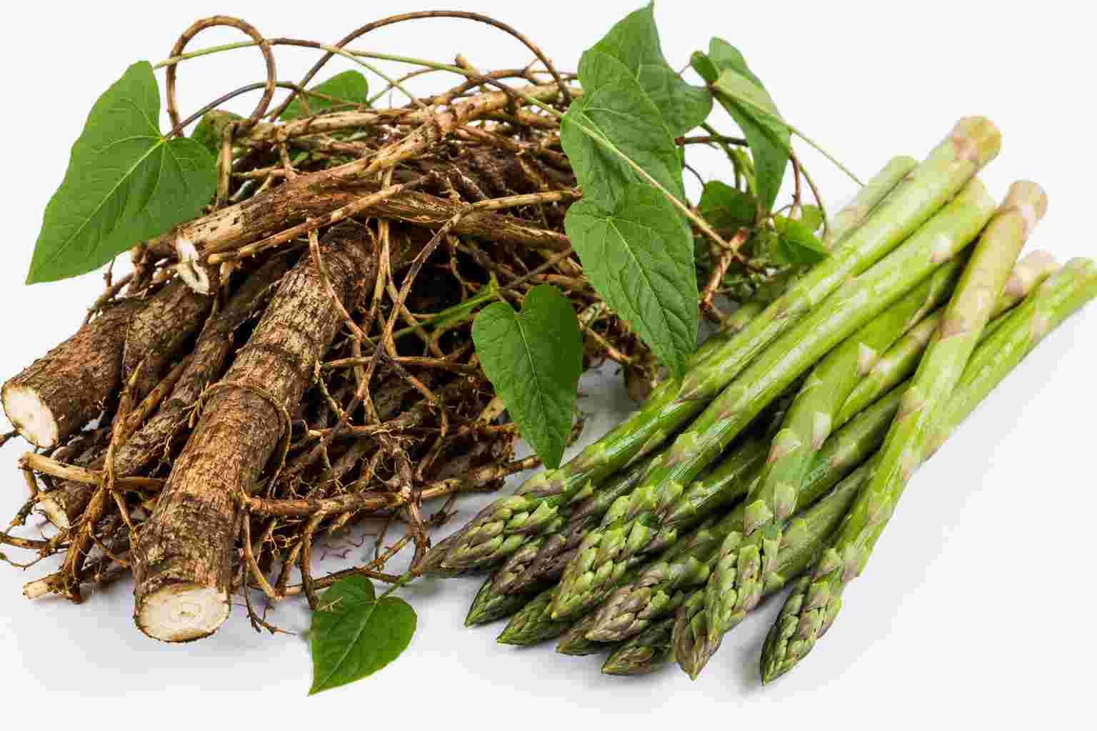 Sarsaparilla roots